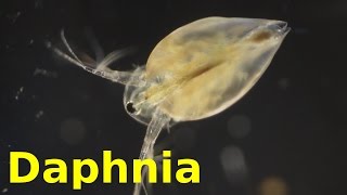 Daphnia [upl. by Suu]