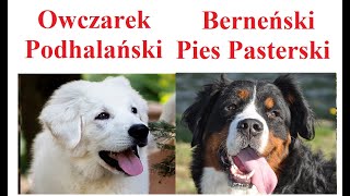 Owczarek Podhalański a Berneński Pies Pasterski  PORÓWNANIE [upl. by Annabel303]