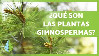 PLANTAS GIMNOSPERMAS 🌲 ¡Características Ejemplos Reproducción y más [upl. by Norah]