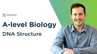 DNA Structure  Alevel Biology  OCR AQA Edexcel [upl. by Na]