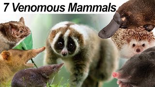 Seven Venomous Mammals [upl. by Alegnad]