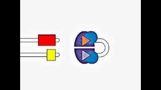 VDJ Gene Recombination [upl. by Akinas]