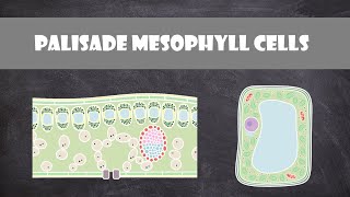 Palisade Mesophyll Cells  Cell Biology [upl. by Fennie796]