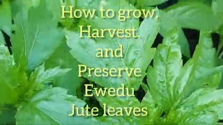 How to Grow  Harvest and Preserve Ewedu Jute leaves [upl. by Narej]