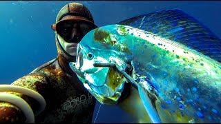 Spearfishing for Mahi Mahi  Dolphin fish What you NEED to know [upl. by Haraj226]