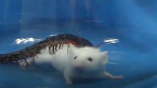 Watch Centipede Rapidly attack Kunming mouse [upl. by Claudia]