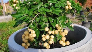 How to Grow a Longan Fruit Tree in a Pot [upl. by Wehttam]