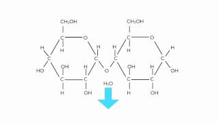 Condensation Polymerisation Glucose to Maltose [upl. by Eyllom]