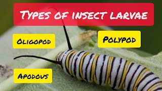 Types of Insect Larvae [upl. by Arlena325]