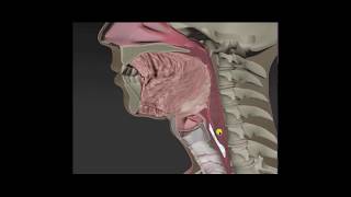 Anatomy amp Physiology of Swallowing  MBSImP Animations [upl. by Nidak]