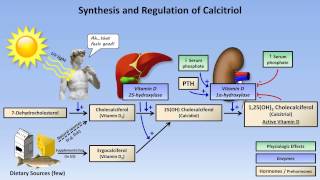 Calcium and Phosphate Metabolism [upl. by Lamont]