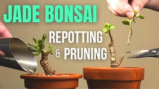 Jade plant Bonsai repotting and pruning [upl. by Arym]