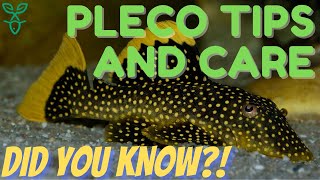 Pleco Fish Care  Beginner Fish Guide [upl. by Choo293]