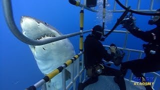 Great White Sharks  SHARK ACADEMY [upl. by Chilt]