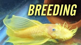 L144 Longfin Blue Eye Lemon Bristlenose Pleco Breeding [upl. by Enitsuj686]