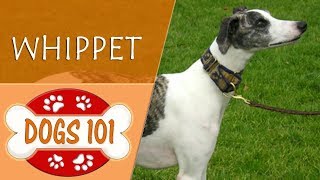 Dogs 101  WHIPPET  Top Dog Facts About the WHIPPET [upl. by Middle63]