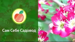 Боярышник однопестичный quotПуницеяquotCrataegus monogyna quotPuniceaquot [upl. by Iddet]