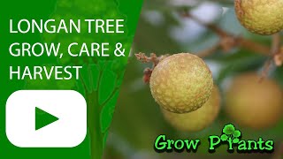 Longan tree – grow care amp harvest Like lychee but different [upl. by Ynaffyt689]