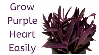 How to Grow Purple Heart from Cuttings  Tradescantia Pallida [upl. by Hilaria]