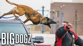 Belgian Malinois  The Guard Dogs Trained To Military Standards  BIG DOGZ [upl. by Llegna]