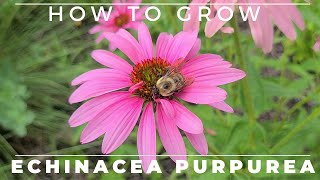 Complete Guide to Purple Coneflower  Echinacea purpurea [upl. by Boote]