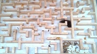 Bigger tighter mouse maze experiments [upl. by Rhianna]