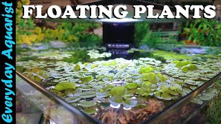 FLOATING PLANTS 6 Reasons You SHOULD ADD Them To Your Aquarium [upl. by Paynter]