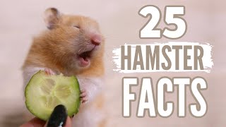 25 Facts About Hamsters 🐹 [upl. by Yeltsew]