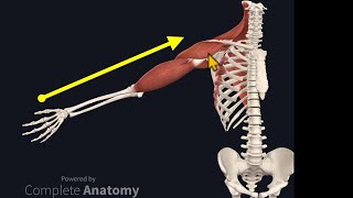 Osteopathy Treatment Techniques Treating the Shoulder [upl. by Alrahc]