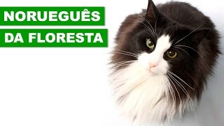 NORUGUÊS DA FLORESTA – GUIA DA RAÇA [upl. by Becka]