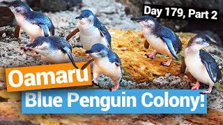 🐧 The Blue Penguin Colony in Oamaru – New Zealands Biggest Gap Year – New Zealand Guide [upl. by Elleiad]