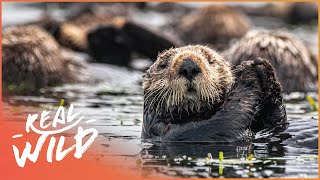 The Sea Otters 100 Year Comeback Wildlife Documentary  Natural Kingdom  Real Wild [upl. by Ativoj]