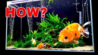 💚 PLANTED GOLDFISH AQUARIUM  HOW IS IT SO CLEAN [upl. by Nedlog]