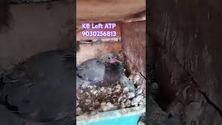 KB Loft ATP upcoming chicks 2025 pigeon racing kabutar anantapur andhrapigeon loft chicks [upl. by Valenba127]