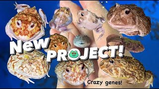 INSANE MUTANT Pacman Frogs   New Breeding Projects amp more [upl. by Anilocin]