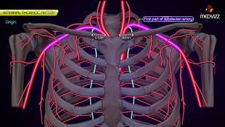 Internal thoracic Artery  Animated Anatomy [upl. by Clancy]