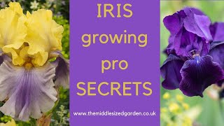 Iris growing  how to choose plant and grow irises [upl. by Atsilac707]