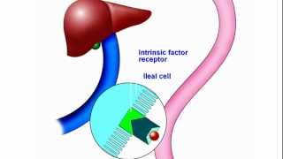 Vitamin B12 New Understanding and Approach to an Old Problem [upl. by Dreeda]