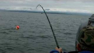 300 pound halibut landed on Alaska charter [upl. by Jallier]