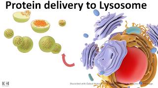 Protein trafficking to lysosome [upl. by Baxy879]