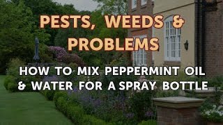 How to Mix Peppermint Oil amp Water for a Spray Bottle [upl. by Tolley]