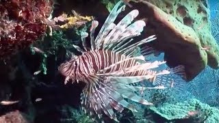 Venomous Lionfish  Oceans  BBC Earth [upl. by Smallman]