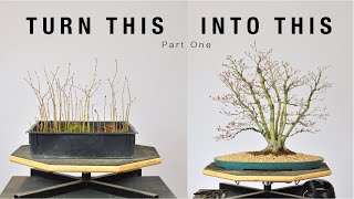 Turn Japanese Maple Seedlings into a Clump Style Bonsai Part 1  BonsaiU [upl. by Atnuahs392]