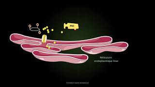 UE6 Signalisation intracellulaire PASS [upl. by Innad421]