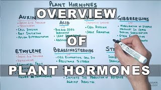 Plant Hormones  Types and Functions [upl. by Lebazej]