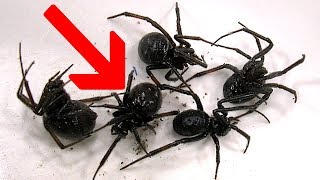 Redback Spiders Black Widows Or False Widows [upl. by Ahsinev]