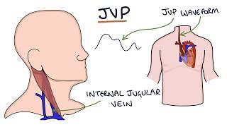 Understanding Jugular Venous Pressure JVP [upl. by Neerac393]