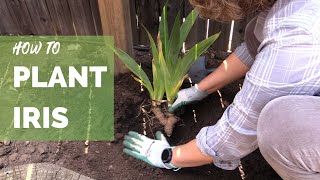 How to Plant Iris Correctly for Long Term Success [upl. by Gruber769]