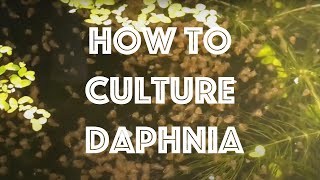 How To Culture Daphnia Magna [upl. by Ahtebbat562]