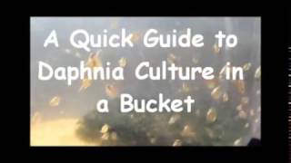 How to culture daphnia outside [upl. by Tamar]